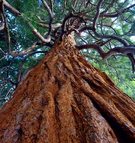 tree-sky-roots image