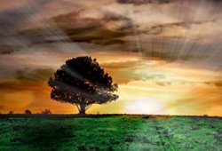 Tree at Sunset