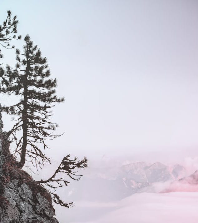 trees-edge-cliff-pink image