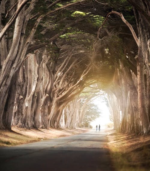 trees-light image