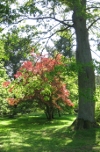 Tree Shadow