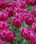 tulips image