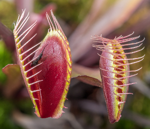 Venus Flytrap