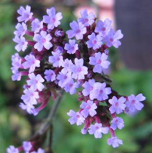 Vervain
