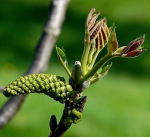 Walnut