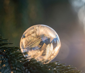 Water Drop on Pine Tree