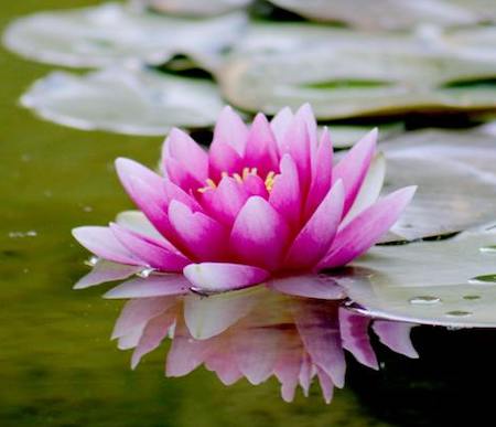 water-lily-pink image