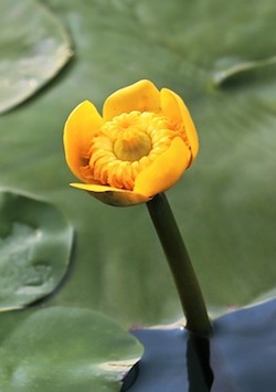 Water Lily
