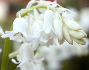 White Bluebells