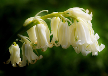 White Bluebells