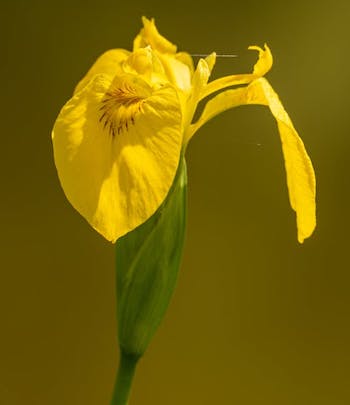 wild-iris-yellow image