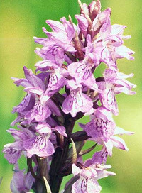 Wild Orchid