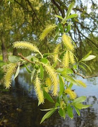 Willow