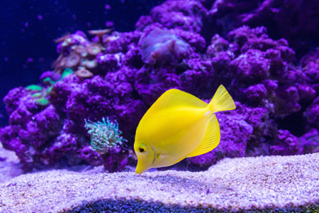 Yellow Fish