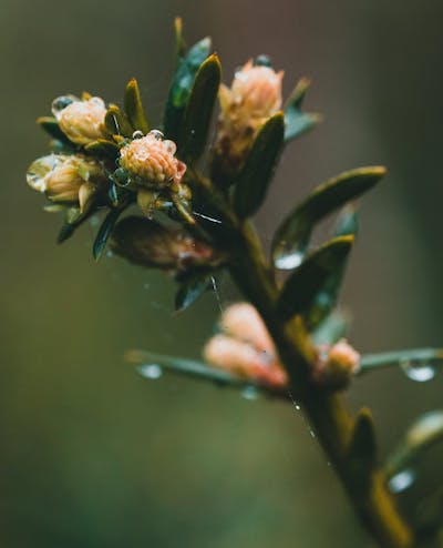 yew-flowers image